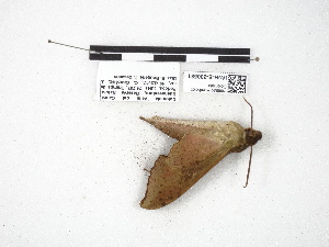  ( - IAvH-E-200581)  @11 [ ] Copyright (2020) Rodolphe Rougerie Museum national d'Histoire naturelle