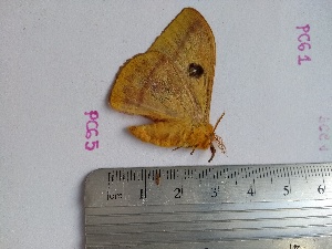  ( - PCG5)  @11 [ ] By-SA Creative Common (2020) Camila Gonzalez Rosas Universidad de los Andes, Bogota, Colombia