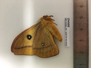  ( - BC-MNHN-LEP-00542)  @11 [ ] Copyright (2019) Rodolphe Rougerie Museum national d'Histoire naturelle, Paris