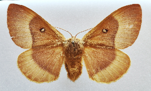  ( - NK1211)  @11 [ ] Copyright (2022) Stanislav Gomboc Research collection of Stanislav Gomboc