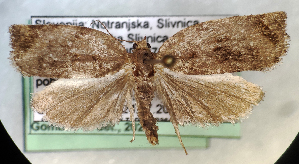  ( - NK1275)  @11 [ ] Copyright (2052) Stanislav Gomboc Research collection of Stanislav Gomboc