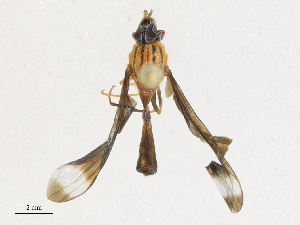  (Allobaccha angustivertex - CBG-A27597-D03)  @11 [ ] CreativeCommons - Attribution Share - Alike (2024) CBG Photography Group Centre for Biodiversity Genomics