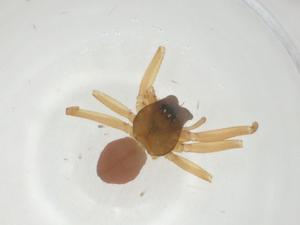  ( - CBG-A28745-B07)  @11 [ ] CreativeCommons - Attribution Share - Alike (2024) Centre for Biodiversity Genomics Centre for Biodiversity Genomics