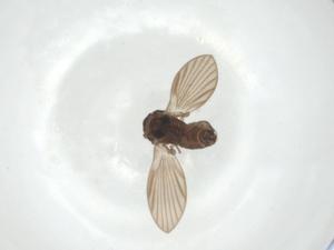  (Atrichobrunettia - CBG-A29075-D04)  @11 [ ] CreativeCommons - Attribution Share - Alike (2024) Centre for Biodiversity Genomics Centre for Biodiversity Genomics