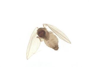  ( - CBG-A29099-D01)  @11 [ ] CreativeCommons - Attribution Share - Alike (2024) Centre for Biodiversity Genomics Centre for Biodiversity Genomics