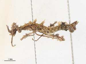  (Acanthoclonia - CBG-A30966-A01)  @11 [ ] CreativeCommons - Attribution Share - Alike (2024) CBG Photography Group Centre for Biodiversity Genomics