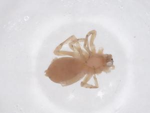  ( - CBG-A43248-C05)  @11 [ ] CreativeCommons - Attribution Share - Alike (2024) Centre for Biodiversity Genomics Centre for Biodiversity Genomics