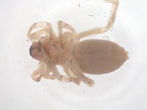  ( - CBG-A43260-F01)  @11 [ ] CreativeCommons - Attribution Share - Alike (2024) Centre for Biodiversity Genomics Centre for Biodiversity Genomics