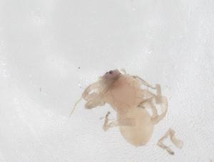  ( - CBG-A43262-B11)  @11 [ ] CreativeCommons - Attribution Share - Alike (2024) Centre for Biodiversity Genomics Centre for Biodiversity Genomics