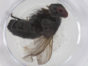  ( - CBG-A45830-B10)  @11 [ ] CreativeCommons - Attribution Share - Alike (2024) Centre for Biodiversity Genomics Centre for Biodiversity Genomics