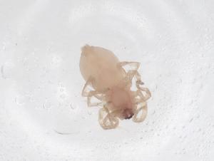  ( - CBG-A45873-B12)  @11 [ ] CreativeCommons - Attribution Share - Alike (2024) Centre for Biodiversity Genomics Centre for Biodiversity Genomics