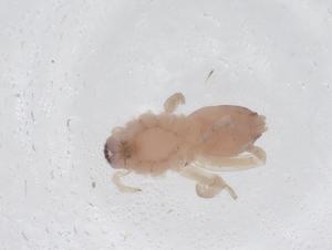  ( - CBG-A45886-F11)  @11 [ ] CreativeCommons - Attribution Share - Alike (2024) Centre for Biodiversity Genomics Centre for Biodiversity Genomics