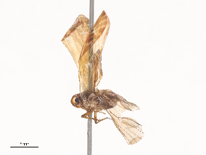  ( - CBG-A46915-C12)  @11 [ ] CreativeCommons - Attribution Share - Alike (2024) CBG Photography Group Centre for Biodiversity Genomics