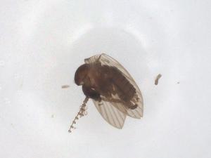  ( - CBG-A46677-G05)  @11 [ ] CreativeCommons - Attribution Share - Alike (2024) Centre for Biodiversity Genomics Centre for Biodiversity Genomics