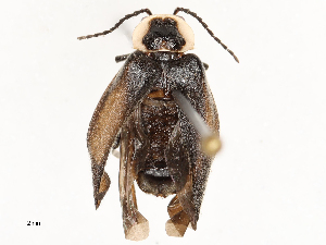  ( - CBG-A54519-B01)  @11 [ ] CreativeCommons - Attribution Share-Alike (2024) CBG Photography Group Centre for Biodiversity Genomics