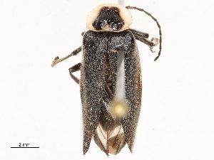  ( - CBG-A54519-B02)  @11 [ ] CreativeCommons - Attribution Share-Alike (2024) CBG Photography Group Centre for Biodiversity Genomics