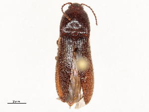  ( - CBG-A54519-E11)  @11 [ ] CreativeCommons - Attribution Share-Alike (2024) CBG Photography Group Centre for Biodiversity Genomics