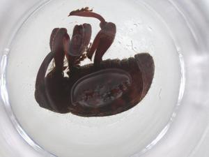  ( - CBG-A56447-F01)  @11 [ ] CreativeCommons - Attribution Share - Alike (2024) Centre for Biodiversity Genomics Centre for Biodiversity Genomics