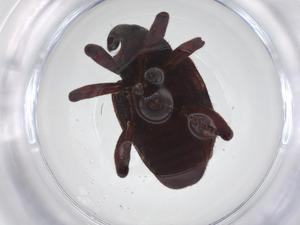  ( - CBG-A56448-D12)  @11 [ ] CreativeCommons - Attribution Share - Alike (2024) Centre for Biodiversity Genomics Centre for Biodiversity Genomics