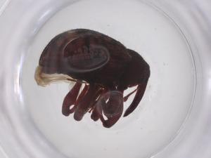  ( - CBG-A56449-A09)  @11 [ ] CreativeCommons - Attribution Share - Alike (2024) Centre for Biodiversity Genomics Centre for Biodiversity Genomics