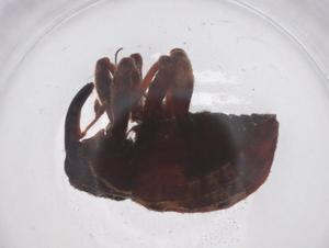  ( - CBG-A56449-B01)  @11 [ ] CreativeCommons - Attribution Share - Alike (2024) Centre for Biodiversity Genomics Centre for Biodiversity Genomics