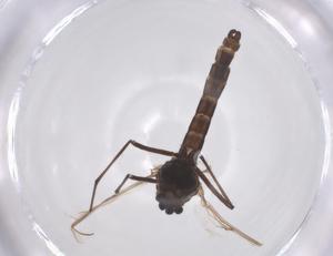  ( - CBG-A58441-F06)  @11 [ ] CreativeCommons - Attribution Share - Alike (2024) Centre for Biodiversity Genomics Centre for Biodiversity Genomics