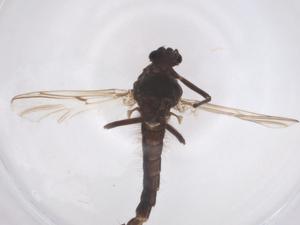  ( - CBG-A58444-B12)  @11 [ ] CreativeCommons - Attribution Share - Alike (2024) Centre for Biodiversity Genomics Centre for Biodiversity Genomics