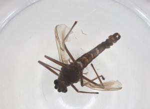  ( - CBG-A58453-C02)  @11 [ ] CreativeCommons - Attribution Share - Alike (2024) Centre for Biodiversity Genomics Centre for Biodiversity Genomics