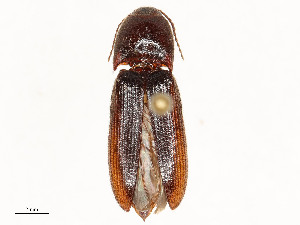  ( - CBG-A58642-C06)  @11 [ ] CreativeCommons - Attribution Share - Alike (2024) CBG Photography Group Centre for Biodiversity Genomics