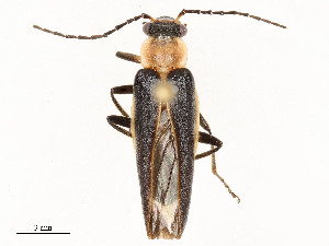  ( - CBG-A58642-C07)  @11 [ ] CreativeCommons - Attribution Share - Alike (2024) CBG Photography Group Centre for Biodiversity Genomics