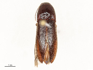  ( - CBG-A58642-C08)  @11 [ ] CreativeCommons - Attribution Share - Alike (2024) CBG Photography Group Centre for Biodiversity Genomics