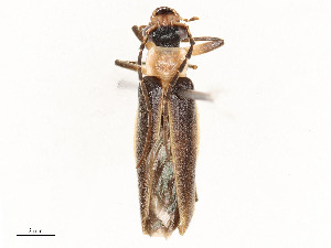  ( - CBG-A58642-D11)  @11 [ ] CreativeCommons - Attribution Share - Alike (2024) CBG Photography Group Centre for Biodiversity Genomics