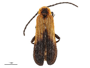  ( - CBG-A58642-F08)  @11 [ ] CreativeCommons - Attribution Share - Alike (2024) CBG Photography Group Centre for Biodiversity Genomics