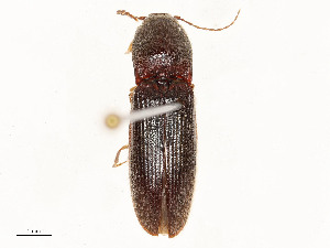  ( - CBG-A58643-F08)  @11 [ ] CreativeCommons - Attribution Share - Alike (2024) CBG Photography Group Centre for Biodiversity Genomics