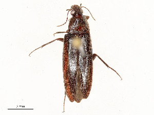  ( - CBG-A58643-F09)  @11 [ ] CreativeCommons - Attribution Share - Alike (2024) CBG Photography Group Centre for Biodiversity Genomics