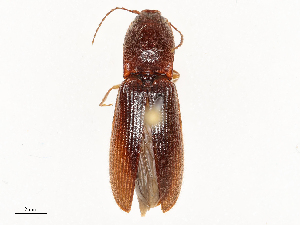  ( - CBG-A58644-B01)  @11 [ ] CreativeCommons - Attribution Share - Alike (2025) CBG Photography Group Centre for Biodiversity Genomics