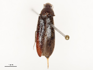  ( - CBG-A58644-B05)  @11 [ ] CreativeCommons - Attribution Share - Alike (2025) CBG Photography Group Centre for Biodiversity Genomics