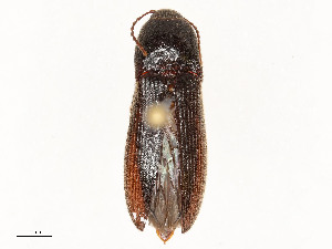  ( - CBG-A58649-F04)  @11 [ ] CreativeCommons - Attribution Share - Alike (2024) CBG Photography Group Centre for Biodiversity Genomics