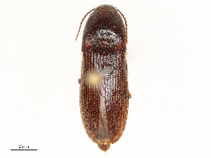  ( - CBG-A58649-G10)  @11 [ ] CreativeCommons - Attribution Share - Alike (2024) CBG Photography Group Centre for Biodiversity Genomics