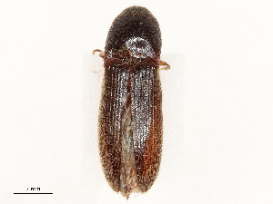  ( - CBG-A58651-C10)  @11 [ ] CreativeCommons - Attribution Share - Alike (2024) CBG Photography Group Centre for Biodiversity Genomics