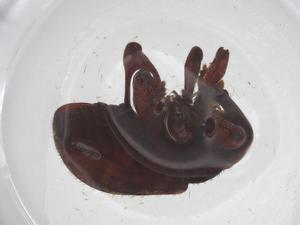  ( - CBG-A59729-B12)  @11 [ ] CreativeCommons - Attribution Share - Alike (2024) Centre for Biodiversity Genomics Centre for Biodiversity Genomics