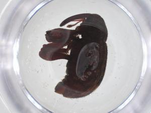  ( - CBG-A59732-G11)  @11 [ ] CreativeCommons - Attribution Share - Alike (2024) Centre for Biodiversity Genomics Centre for Biodiversity Genomics