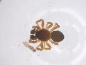  ( - CBG-A59733-G07)  @11 [ ] CreativeCommons - Attribution Share - Alike (2024) Centre for Biodiversity Genomics Centre for Biodiversity Genomics