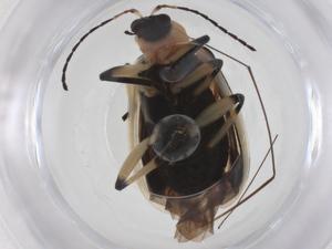  ( - CBG-A59735-C09)  @11 [ ] CreativeCommons - Attribution Share - Alike (2024) Centre for Biodiversity Genomics Centre for Biodiversity Genomics