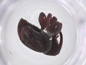  ( - CBG-A59736-H10)  @11 [ ] CreativeCommons - Attribution Share - Alike (2024) Centre for Biodiversity Genomics Centre for Biodiversity Genomics