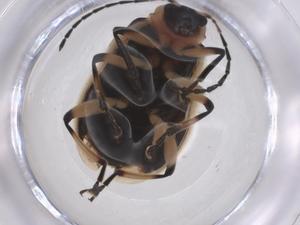  ( - CBG-A59817-E05)  @11 [ ] CreativeCommons - Attribution Share - Alike (2024) Centre for Biodiversity Genomics Centre for Biodiversity Genomics