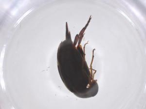  ( - CBG-A59849-F10)  @11 [ ] CreativeCommons - Attribution Share - Alike (2024) Centre for Biodiversity Genomics Centre for Biodiversity Genomics