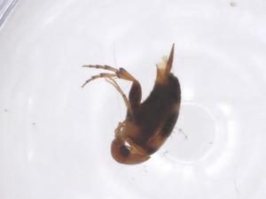  ( - CBG-A59851-H10)  @11 [ ] CreativeCommons - Attribution Share - Alike (2024) Centre for Biodiversity Genomics Centre for Biodiversity Genomics