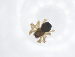  ( - CBG-A60069-F11)  @11 [ ] CreativeCommons - Attribution Share - Alike (2024) Centre for Biodiversity Genomics Centre for Biodiversity Genomics