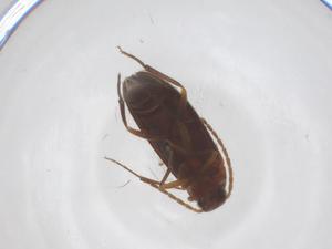  ( - CBG-A60082-D02)  @11 [ ] CreativeCommons - Attribution Share - Alike (2024) Centre for Biodiversity Genomics Centre for Biodiversity Genomics
